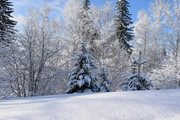 Winter Forest — Stock Photo, Image