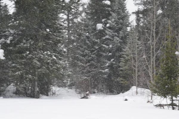 Invierno Bosque — Foto de Stock