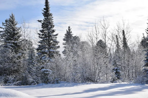 Comió Bosque Nieve Invierno — Foto de Stock