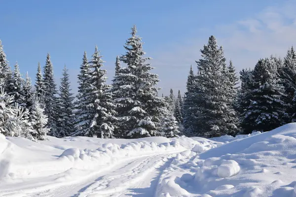 Comió Bosque Nieve Invierno — Foto de Stock