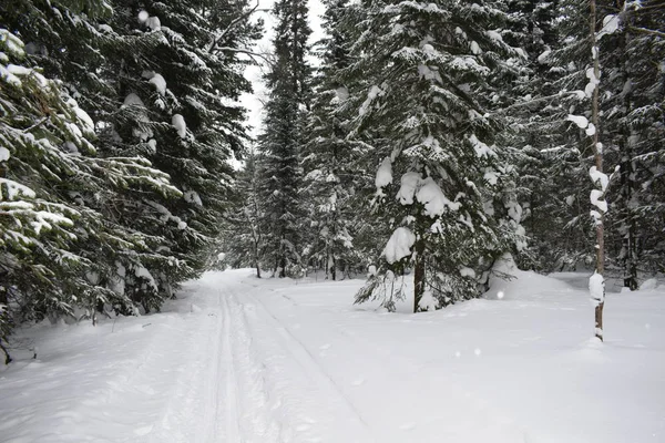 Дорога Зимнем Лесу Лыжная Трасса Лыжников — стоковое фото