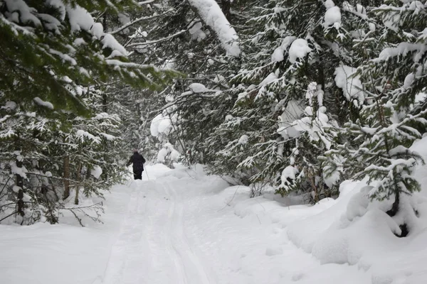 road in the winter forest, Nordic walking in the snow