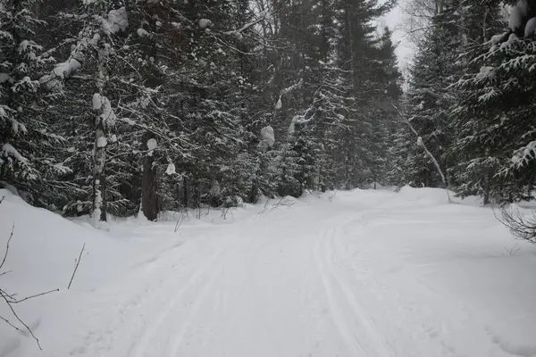 Camino Bosque Invierno Nordic Caminar Nieve — Foto de Stock