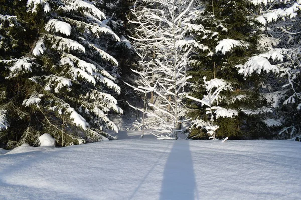 road in the winter forest, Nordic walking in the snow