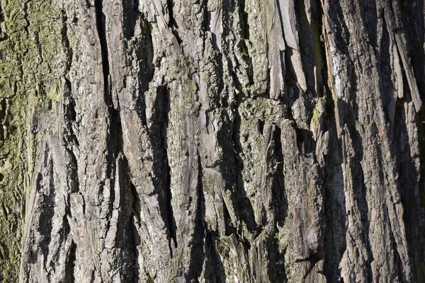 old tree bark, old tree, background