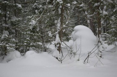 Ağaçlar ve karla kaplı kış manzarası