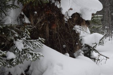 Ağaçlar ve karla kaplı kış manzarası