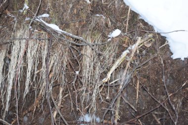 Kasırgadan sonra düşen bir ağacın kökleri.