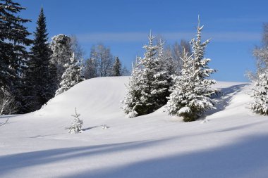 Ağaçlar ve karla kaplı kış manzarası