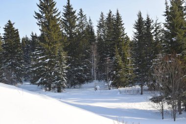 Ağaçlar ve karla kaplı kış manzarası