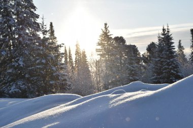 Karda orman, ormanda kış