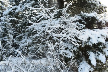 Ağaçlar ve karla kaplı kış manzarası, karda Noel ağaçları