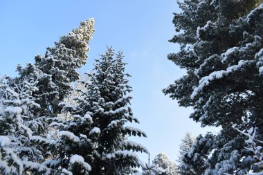 Ağaçlar ve karla kaplı kış manzarası, karda Noel ağaçları