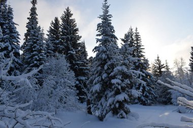 Ağaçlar ve karla kaplı kış manzarası, karda Noel ağaçları