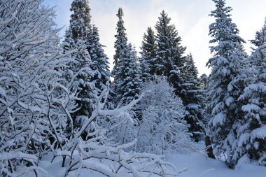 Ağaçlar ve karla kaplı kış manzarası, karda Noel ağaçları