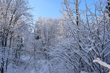 Ağaçlar ve karla kaplı kış manzarası, karda Noel ağaçları