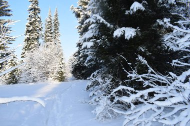 Ağaçlar ve karla kaplı kış manzarası, karda Noel ağaçları