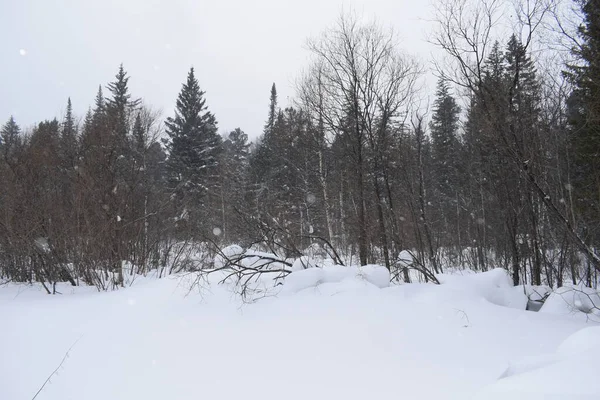 Paisaje Invernal Con Árboles Nieve — Foto de Stock