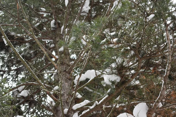 Зимовий Пейзаж Деревами Снігом — стокове фото