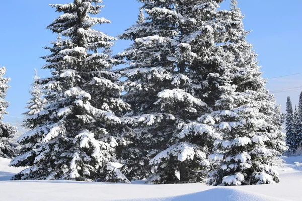 Paisaje Invernal Con Árboles Nieve — Foto de Stock