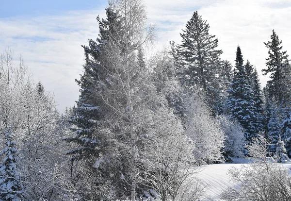 Paisagem Inverno Com Árvores Neve — Fotografia de Stock