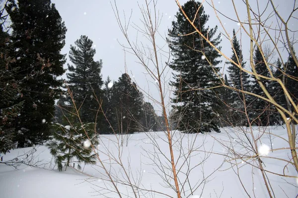 Paisaje Invernal Con Árboles Nieve — Foto de Stock