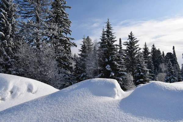 Paisaje Invernal Con Árboles Nieve — Foto de Stock