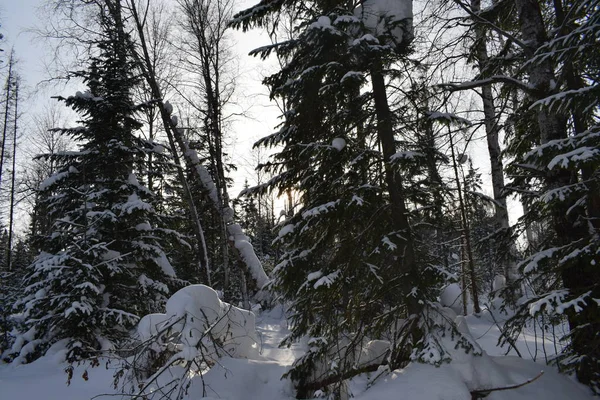 Winterlandschap Met Bomen Sneeuw — Stockfoto