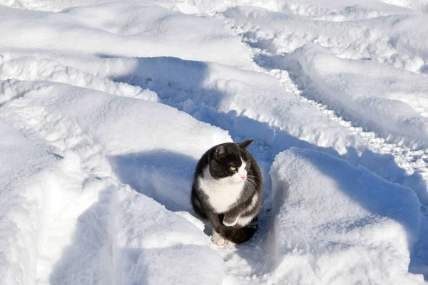 雪の中に猫が座って — ストック写真