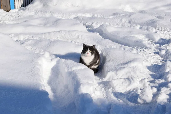 Katze Sitzt Schnee — Stockfoto