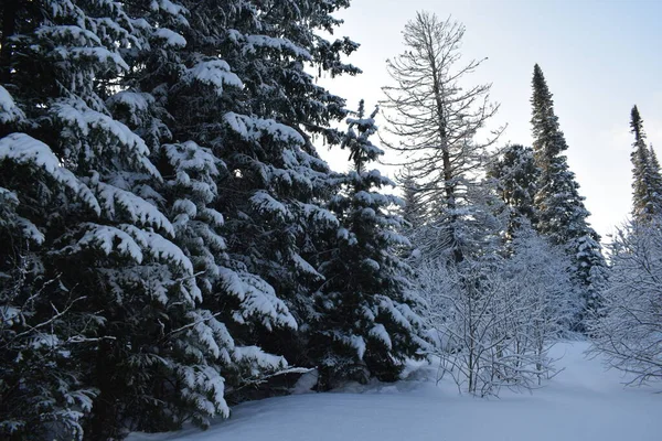 Zimowy Krajobraz Drzewami Śniegiem — Zdjęcie stockowe