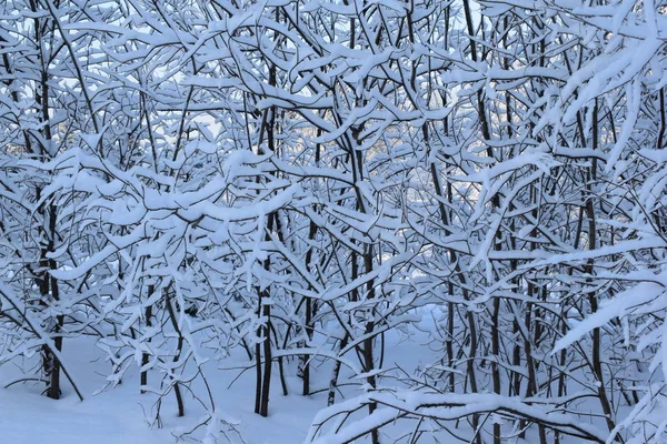 Winter Landscape Trees Snow Christmas Trees Snow — Stock Photo, Image