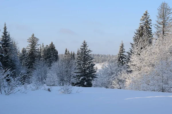 Winter Landscape Trees Snow Christmas Trees Snow — Stock Photo, Image