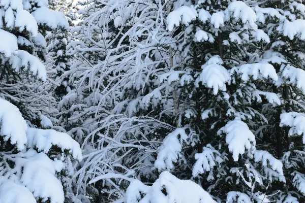 Winter Landscape Trees Snow Christmas Trees Snow — Stock Photo, Image