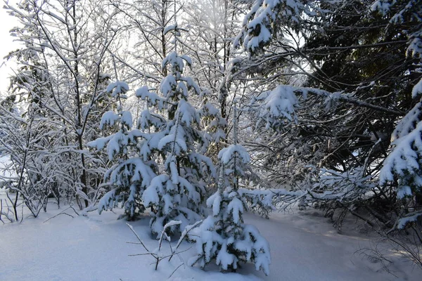 冬天的风景里有树木和雪 圣诞树里有雪 — 图库照片