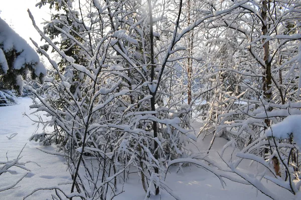 Paesaggio Invernale Con Alberi Neve Alberi Natale Sulla Neve — Foto Stock