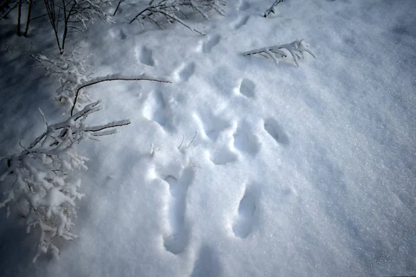 Pegadas Neve Floresta Inverno — Fotografia de Stock