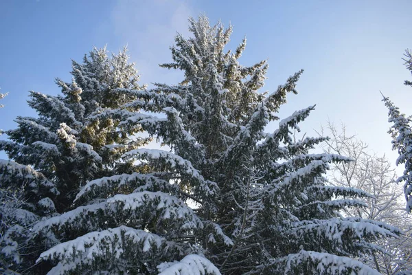 Paisaje Invernal Con Árboles Nieve Árboles Navidad Nieve — Foto de Stock