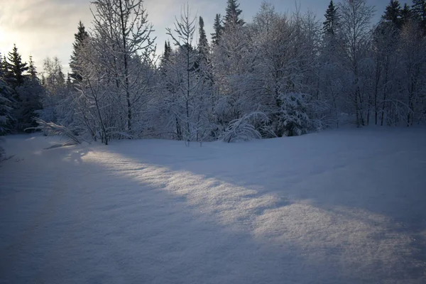 Paysage Hivernal Avec Arbres Neige Arbres Noël Dans Neige — Photo