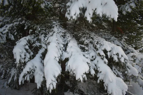 Зимовий Пейзаж Деревами Снігом Різдвяні Ялинки Снігу — стокове фото
