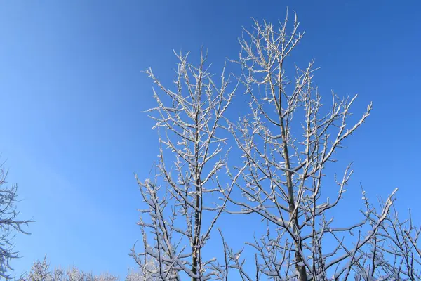 Зимний Пейзаж Деревьями Снегом Елки Снегу — стоковое фото