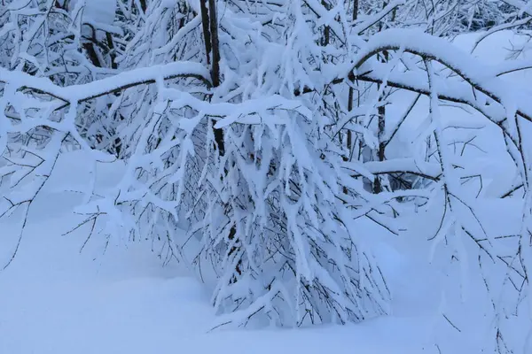 Winter Landscape Trees Snow Christmas Trees Snow — Stock Photo, Image