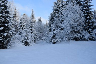 Ağaçlar ve karla kaplı kış manzarası, karda Noel ağaçları
