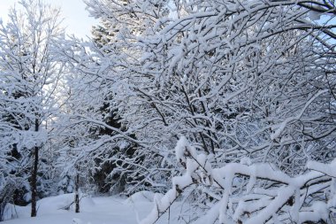 Ağaçlar ve karla kaplı kış manzarası, karda Noel ağaçları