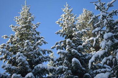Ağaçlar ve karla kaplı kış manzarası, karda Noel ağaçları