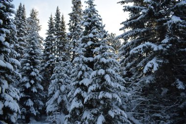 Karda orman, ormanda kış