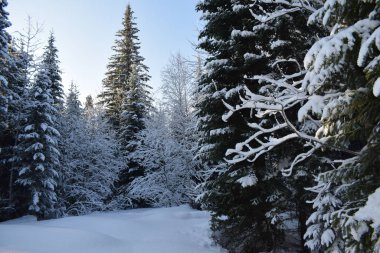 Ağaçlar ve karla kaplı kış manzarası, karda Noel ağaçları