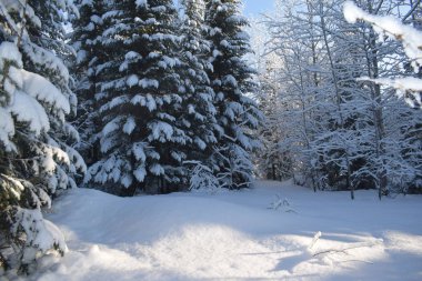 Ağaçlar ve karla kaplı kış manzarası, karda Noel ağaçları