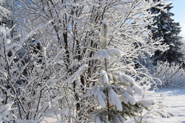 Ağaçlar ve karla kaplı kış manzarası, karda Noel ağaçları