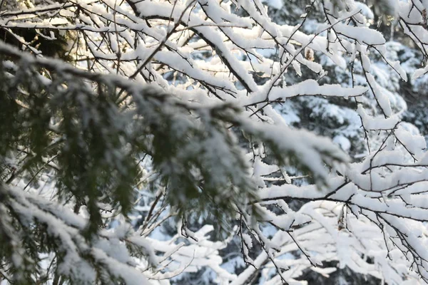 stock image winter landscape with trees and snow, Christmas trees in the snow